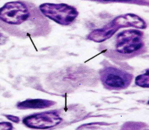 Histology Flashcards Memorang