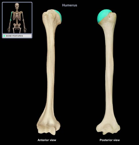 Humerus Flashcards Memorang