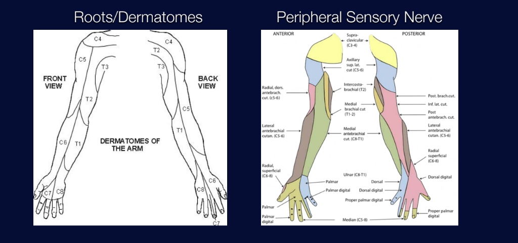 Peripheral Nerves Flashcards Memorang