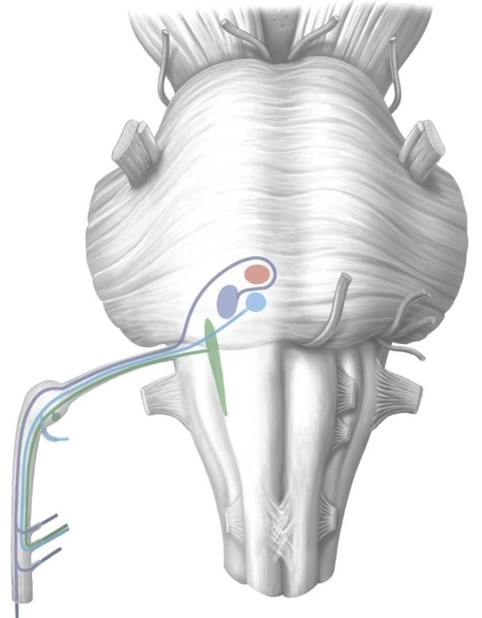 Anatomy Week2 Neuro Levels Flashcards Memorang Porn Sex Picture