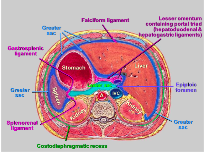 Hepatoduodenal Ligament Cross Section