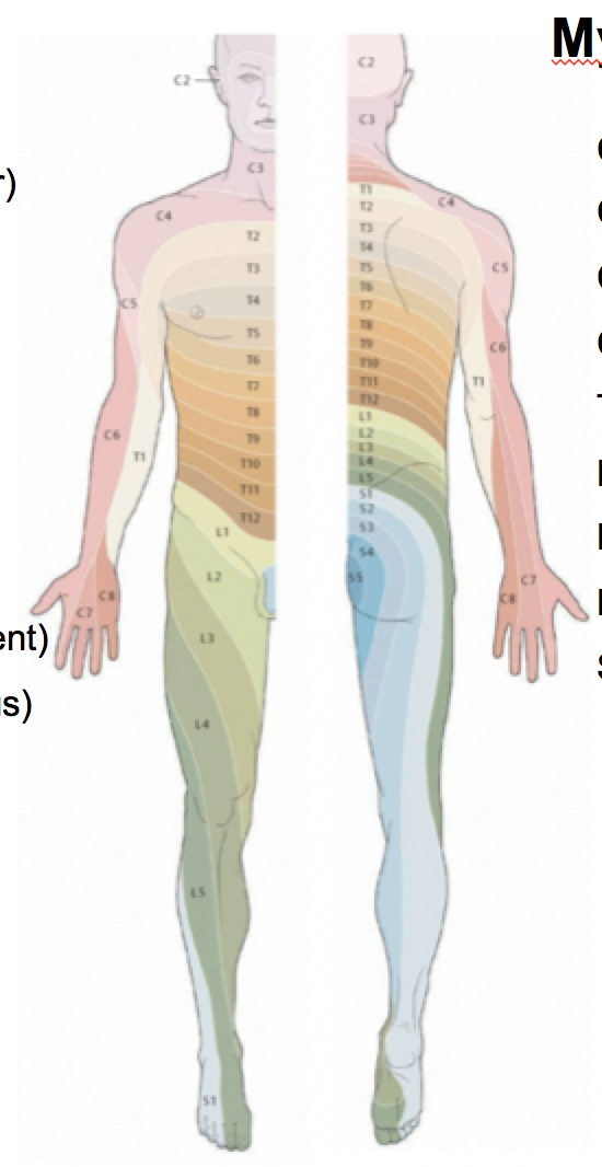 Dermatomes Myotomes Flashcards Memorang