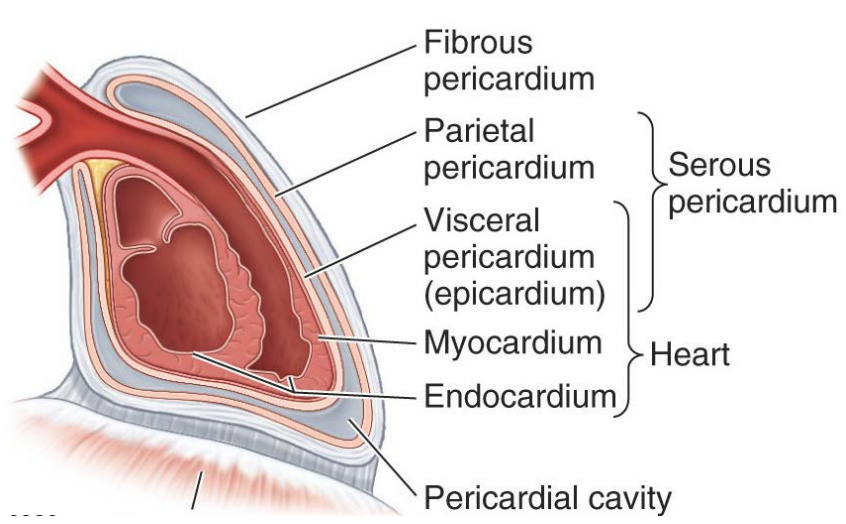 parietal pleura and pericardium