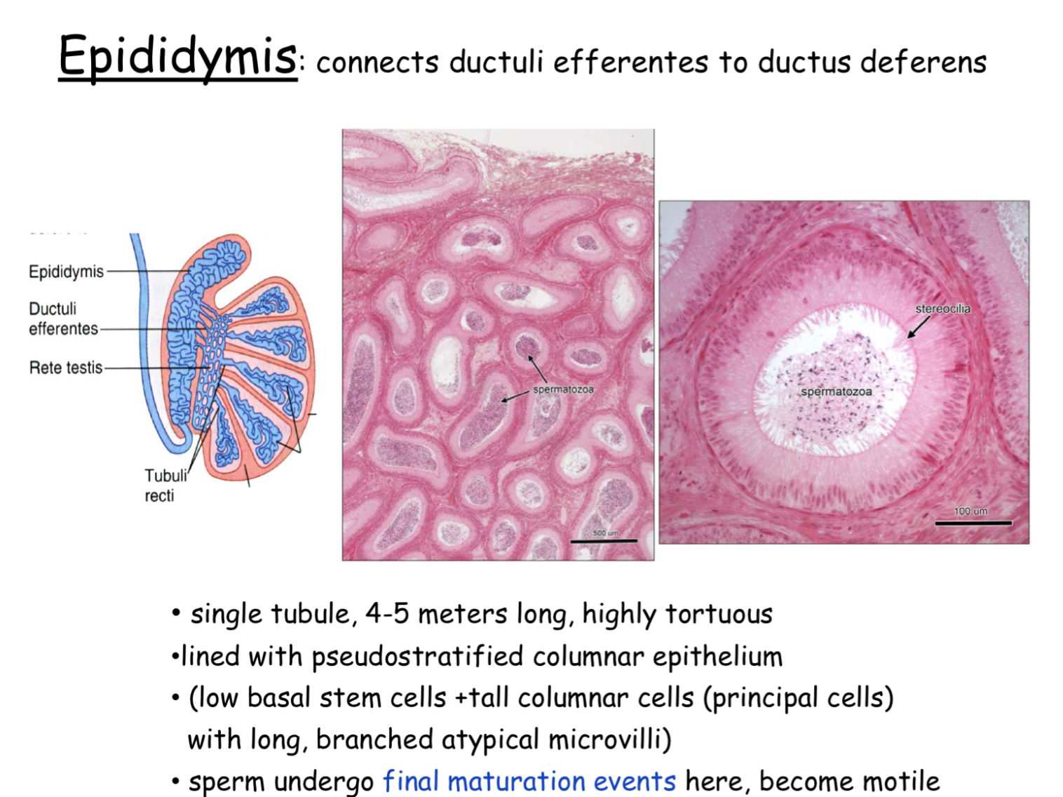 ductus epididymis histology