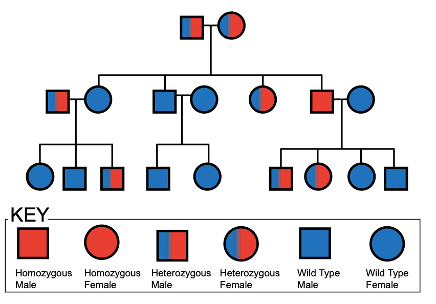 Practice Pedigree Charts Flashcards | Memorang