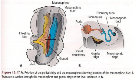 Rogenital Ridge Urogenital Ridge Diagram