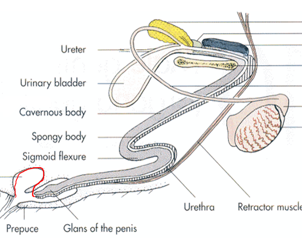 Sigmoid Flexure Bull
