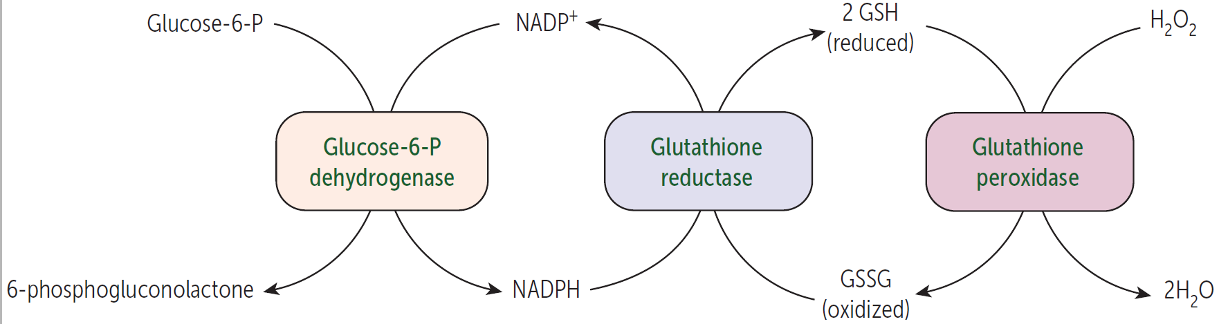 glutathione plants Glutathione is called the body's master antioxidant: - protects against  oxidative stress - has anti-... - Siim Land