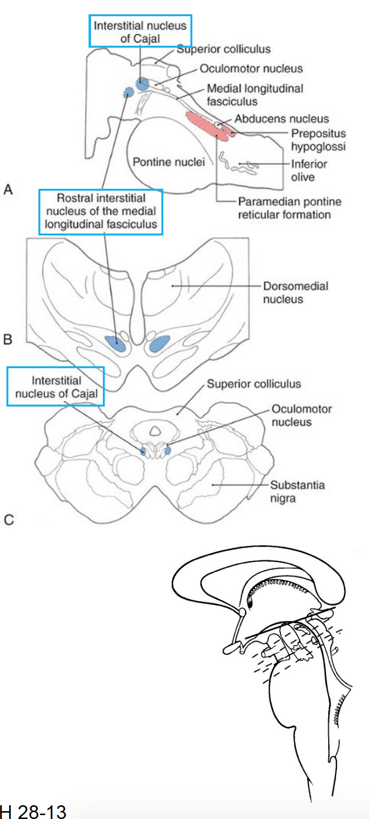Neuroscience L33 Clinical Material Vestibular/Visual Motor Flashcards