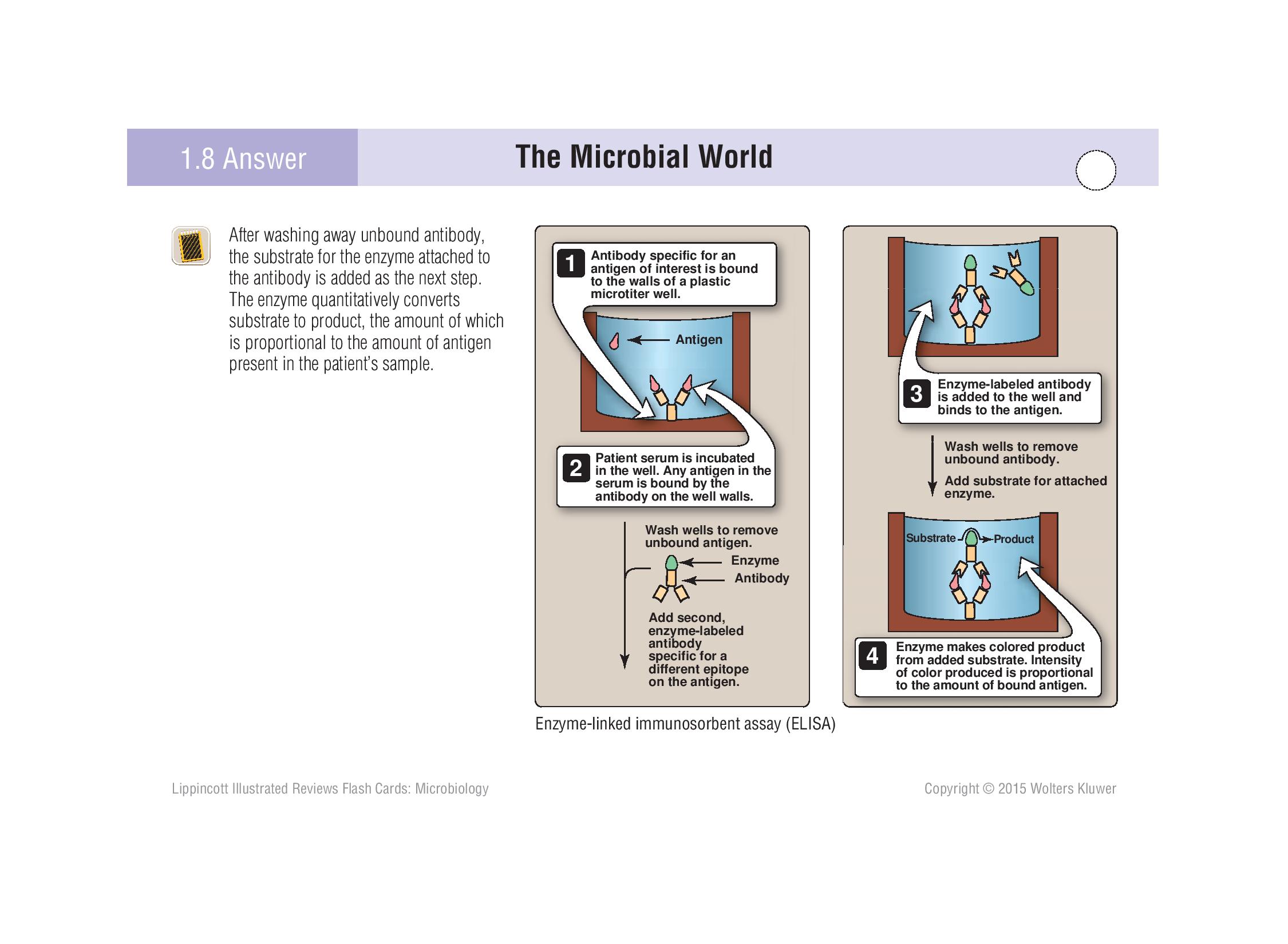 Microbiology Flashcards | Memorang