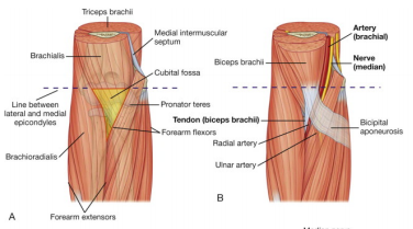Antecubital Fossa Diagram