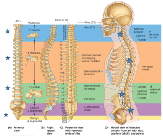 Week 2C: Sacral Vertebrae Flashcards