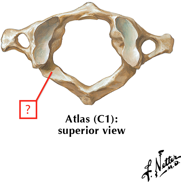 atlas vertebra unlabeled