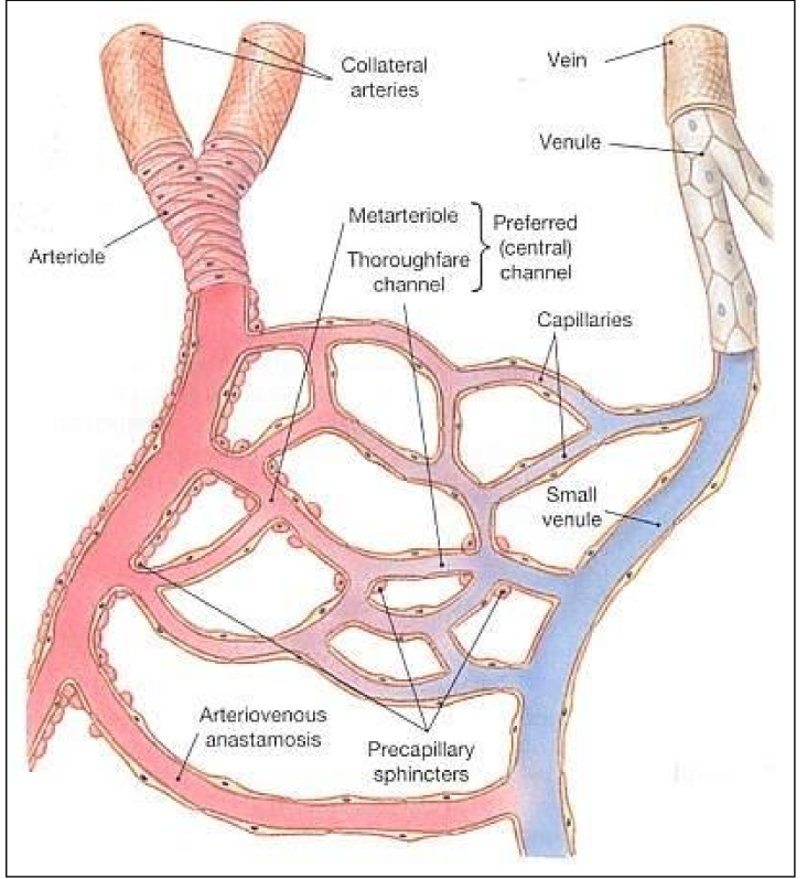 Microcirculation Flashcards | Memorang