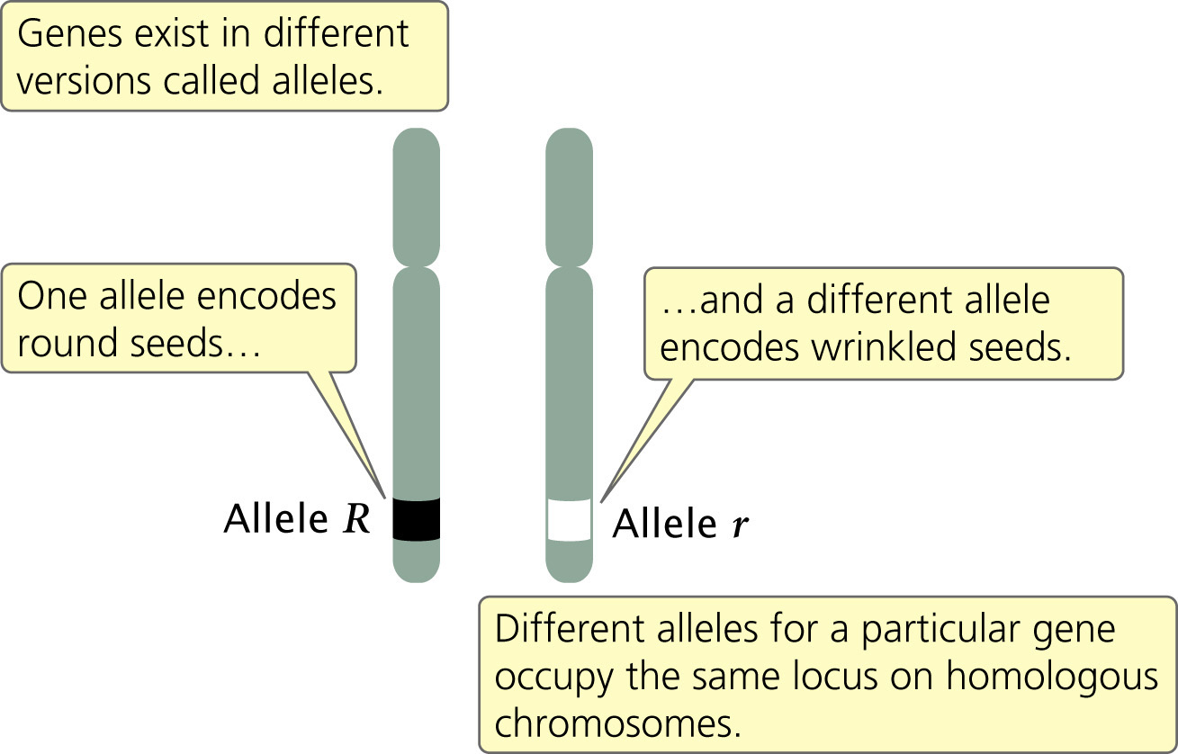 Genetics Flashcards Memorang