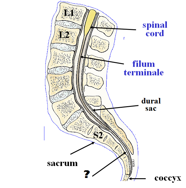 Coccygeal Ligament Filum Terminale