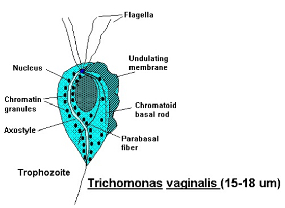trichomonas vaginalis troph