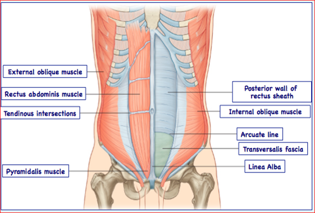 016 Anterior Abdominal Wall Flashcards Memorang