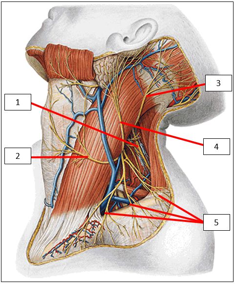 Neck Flashcards | Memorang