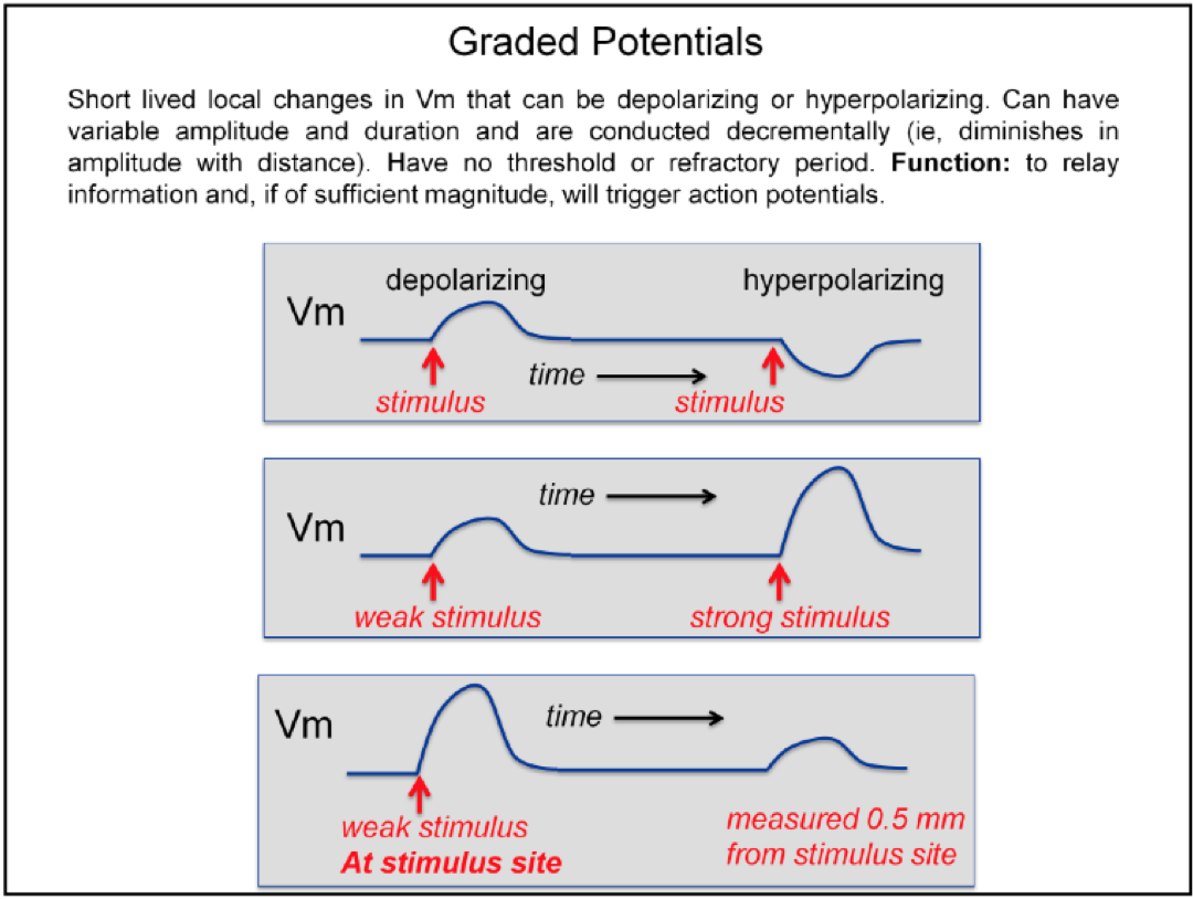 characteristics of graded potentials