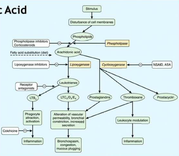 NSAIDs/Acetaminophen/spasmolytics Flashcards | Memorang
