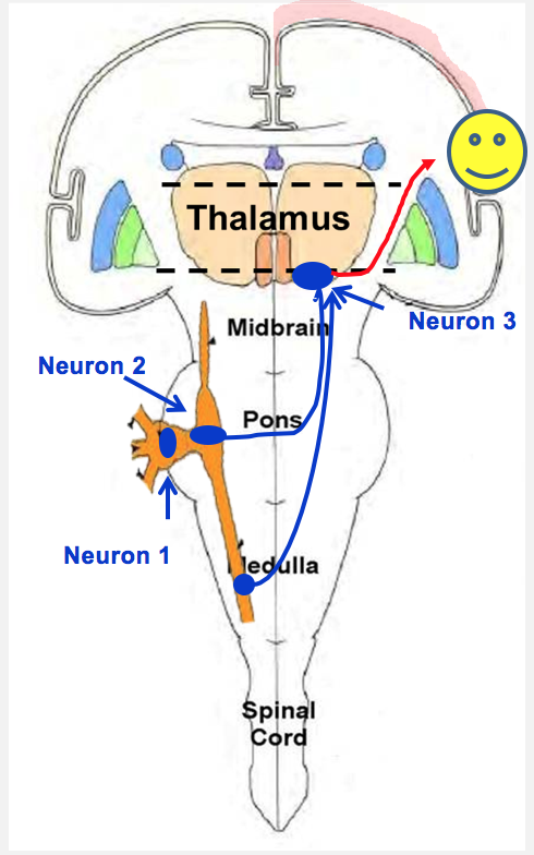 Sensory Pathways