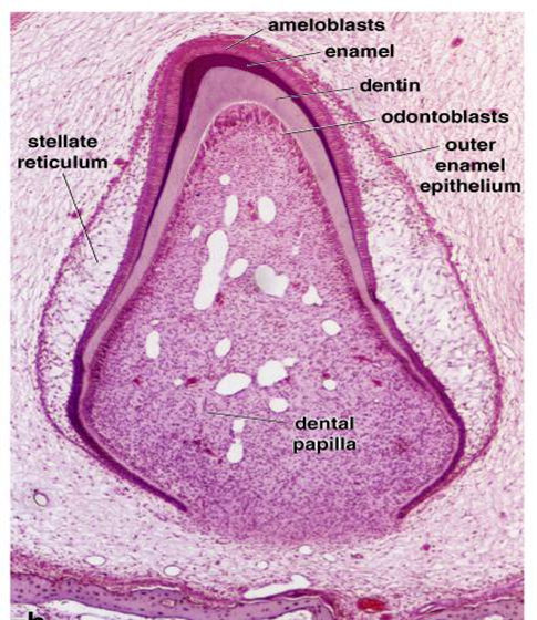 Stella Reticulum Tooth Histology Slide Labeled