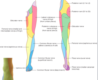 Derma Ms Map Dermatome Map Msk Flashcards Memorang