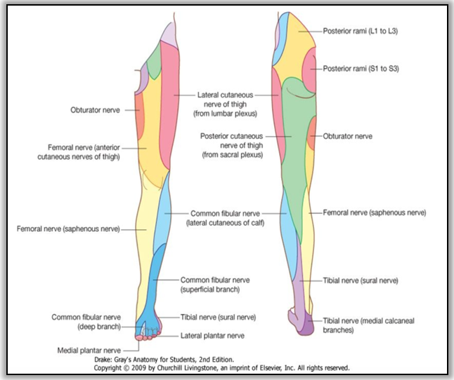 Lower Limb: Innervation Flashcards