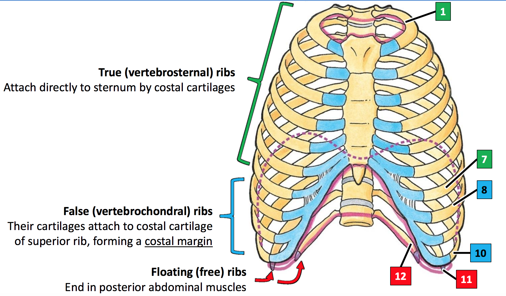 Vertebrosternal Ribs And Vertebrochondral