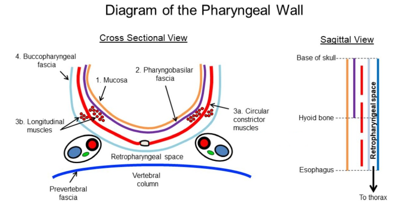 Pharyngobasilar Fascia