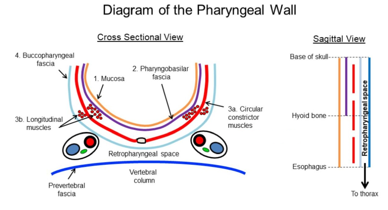 Pharynx Flashcards Memorang