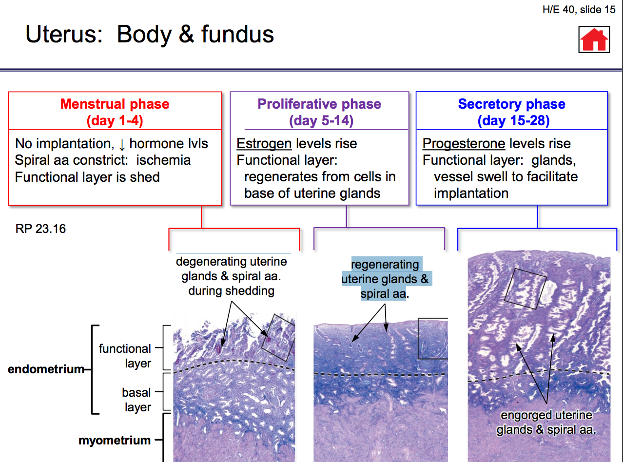 Uterus Histology Functional Layer