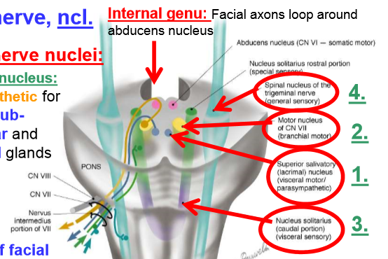 Facial Nerve Nucleus