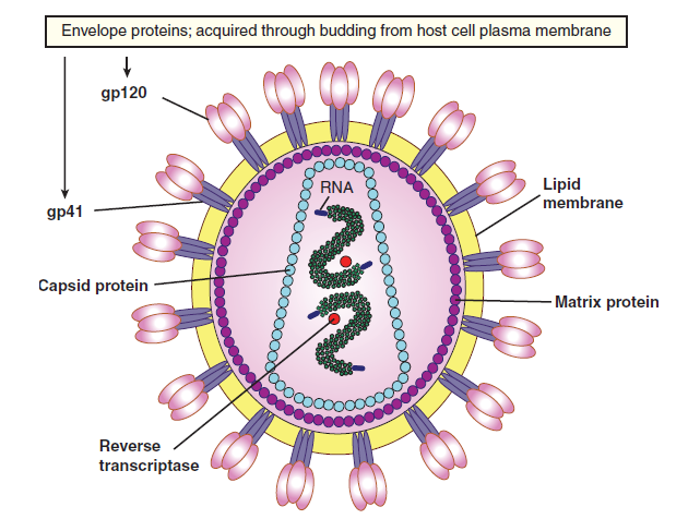 HIV Flashcards | Memorang