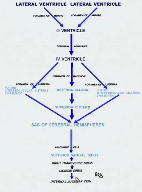Circulation Of Cerebrospinal Fluid Flow Chart