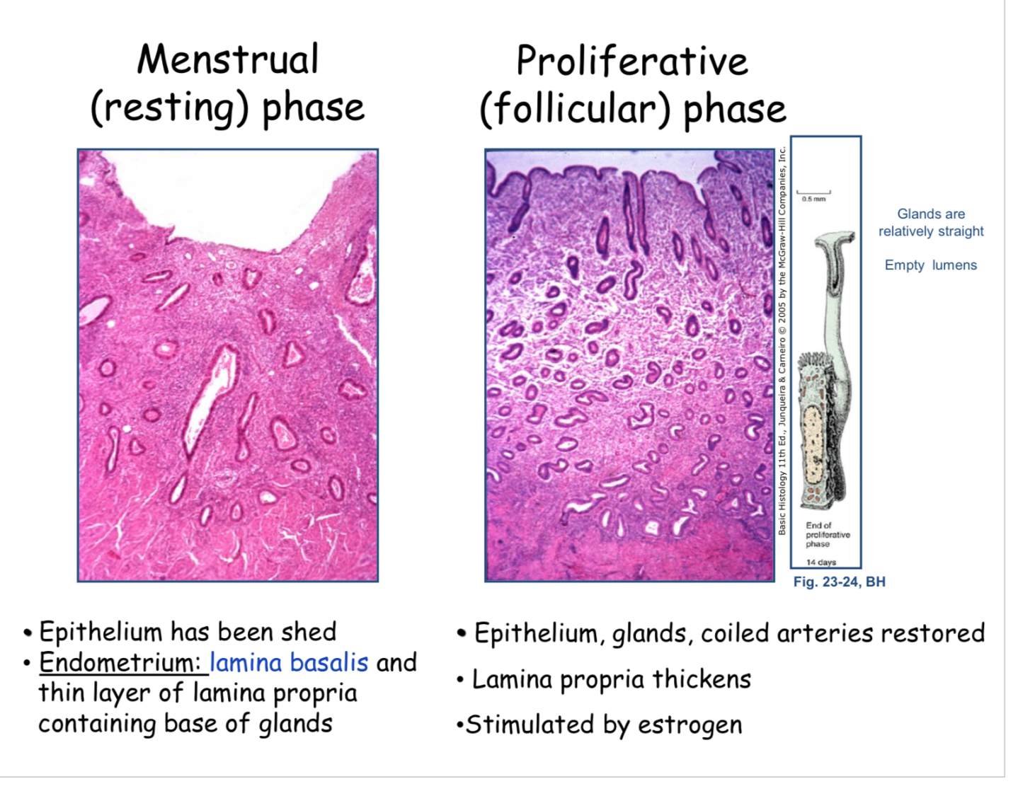 Uterus Menstrual Phase Histology