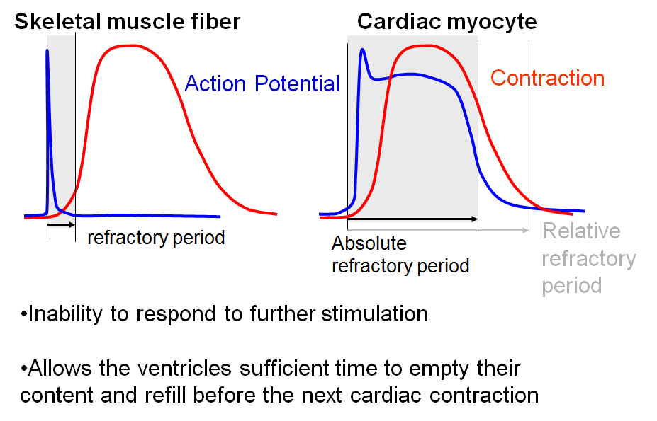 1 11 Electrical Properties Of Heart Flashcards Memorang