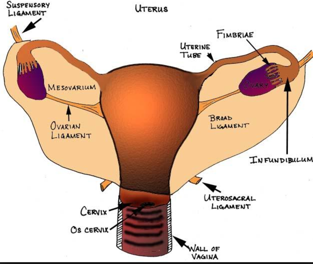 Infundibulum Pelvic Ligament