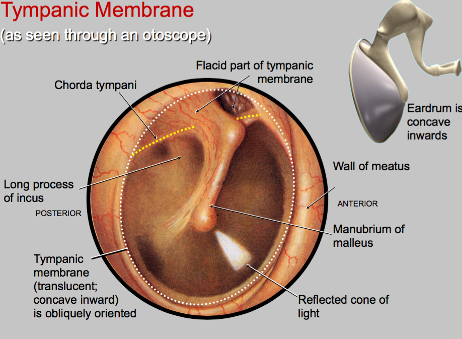 Parts Of Chorda Tympani Nerve At David Delarosa Blog