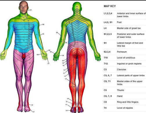 Derma Ms Map Dermatome Map Msk Flashcards Memorang