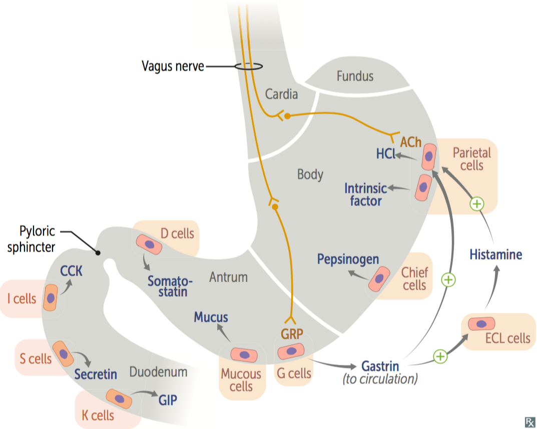 Gastrointestinal Flashcards | Memorang