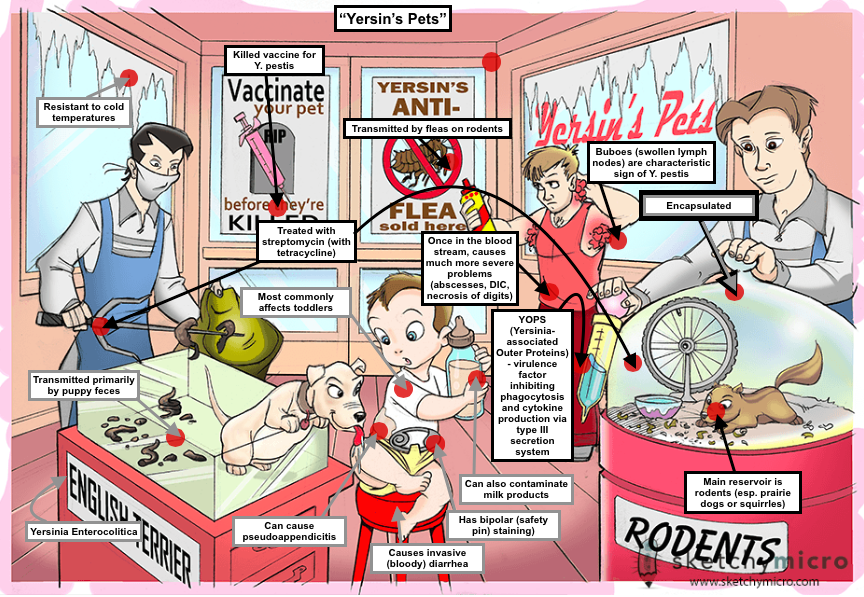 Microbiology Flashcards Memorang, 46 OFF