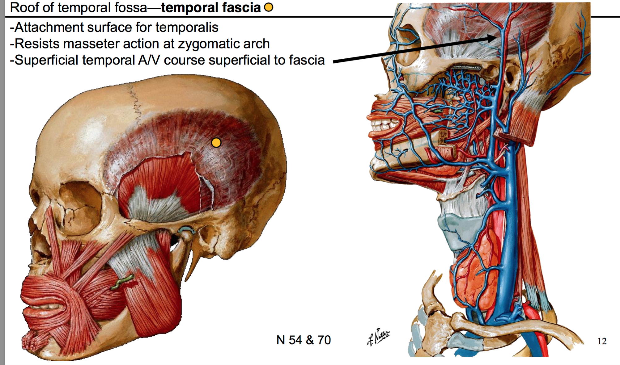 Temporal Fascia Attachment