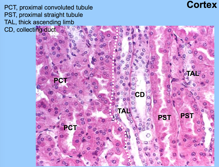 Peritubular Capillaries Histology