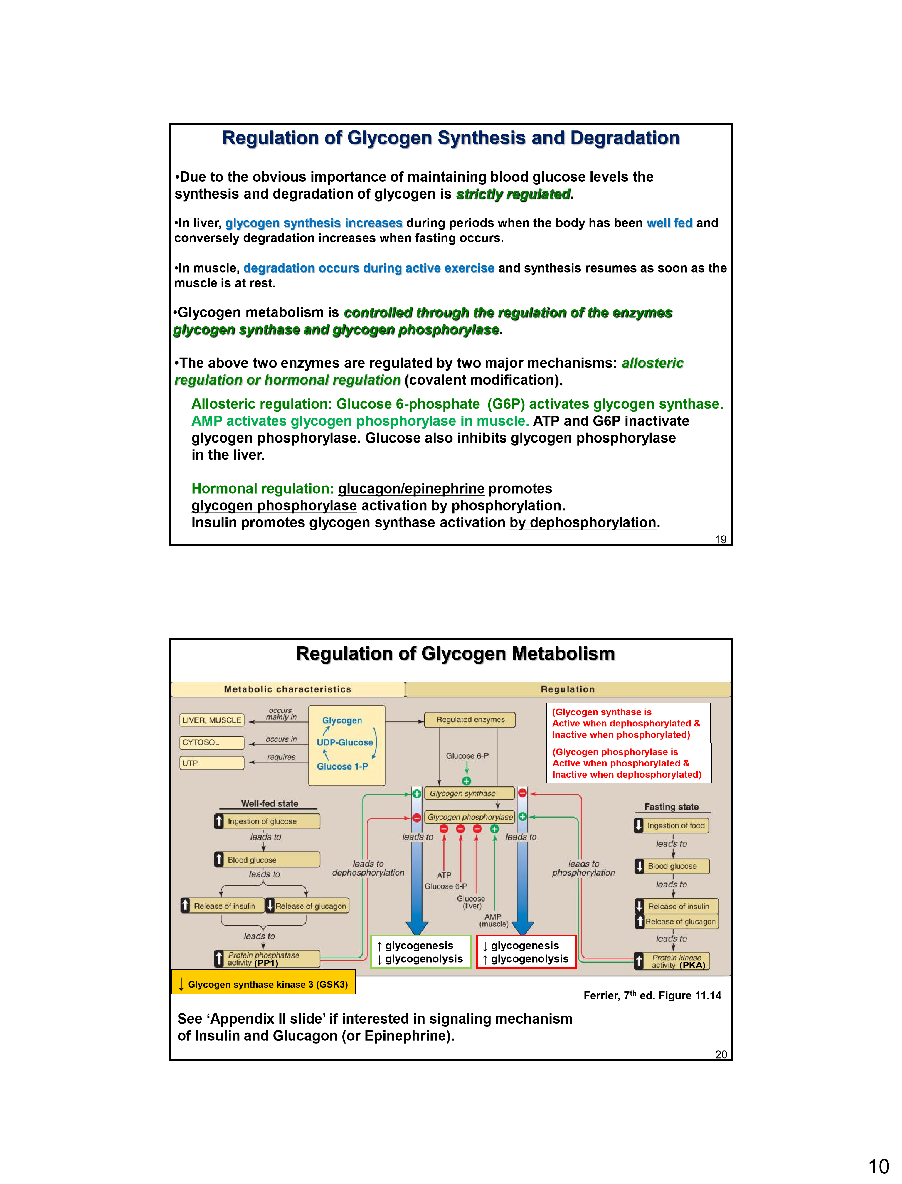 Glycogen Flashcards | Memorang