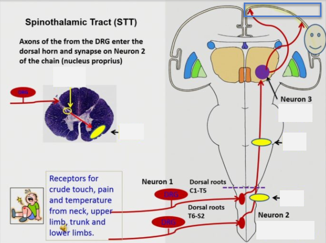 Sensory Pathways