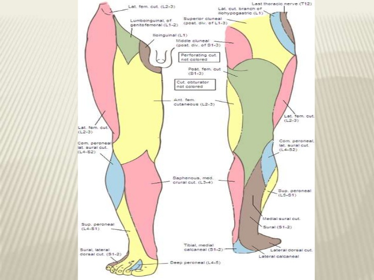 Lower Limb: Innervation Flashcards