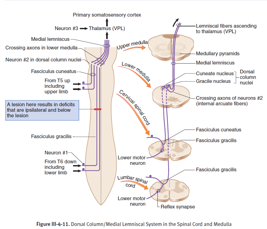 fasciculus gracilis from the neurons