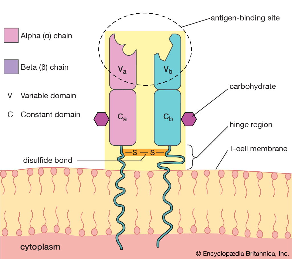 T Cells Flashcards Memorang